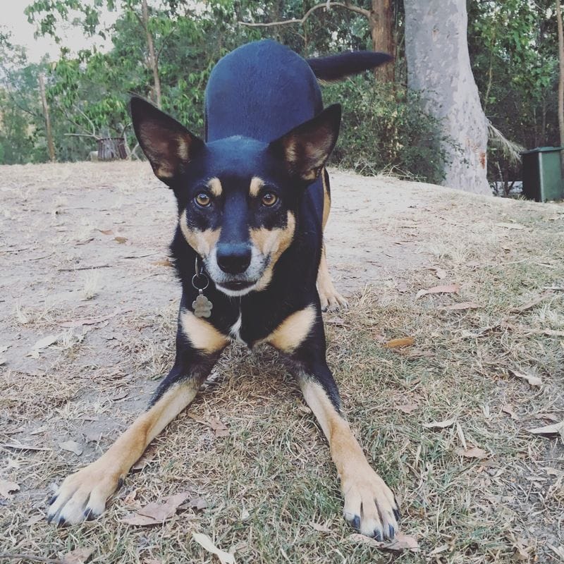 2018 - Year of the Dog 2018 - Year of the Dog